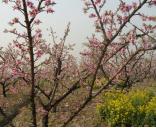 ��ɽˮ���ҿ�����ʱ��