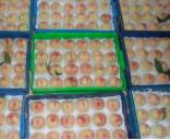 �����ժ����Ҫ������ˮ����