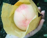 �ο�����԰��ժˮ����